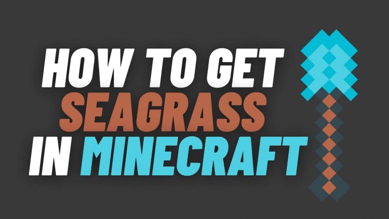 How To Get Seagrass in Minecraft